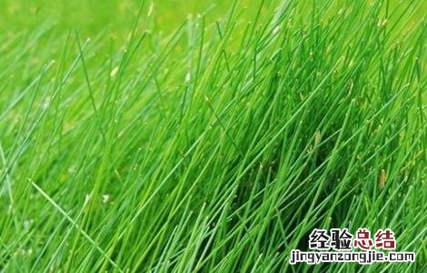 马蹄种植要求 马蹄种植的注意事项