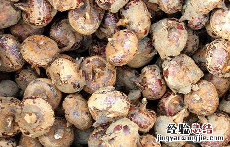 马蹄种植要求 马蹄种植的注意事项