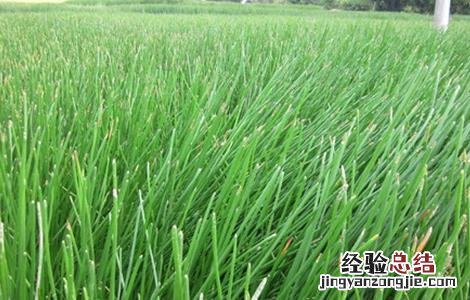 马蹄种植要求 马蹄种植的注意事项