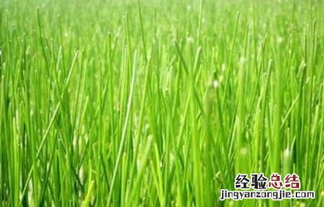 马蹄种植要求 马蹄种植的注意事项