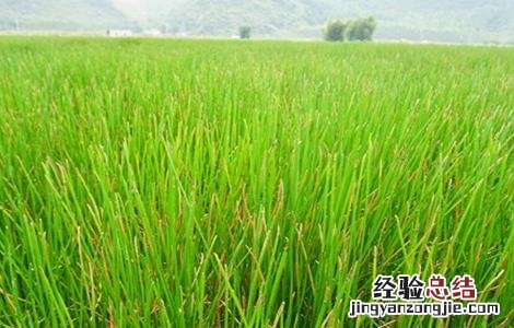马蹄种植要求 马蹄种植的注意事项
