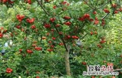 山楂的施肥技术要点有哪些 山楂的施肥技术要点