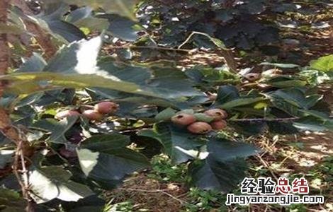 山楂的施肥技术要点有哪些 山楂的施肥技术要点