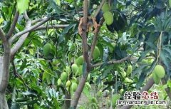 芒果种植方法和注意事项 芒果种植的注意事项