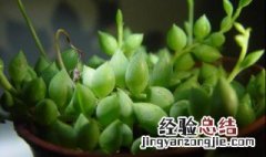 佛珠和情人泪的区别 佛珠和情人泪的区别是什么