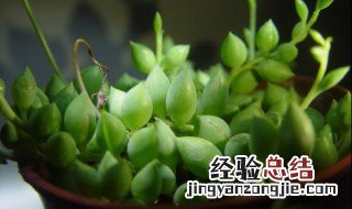 佛珠和情人泪的区别 佛珠和情人泪的区别是什么