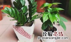 金钱树的花语和寓意 金钱树的寓意和象征意义