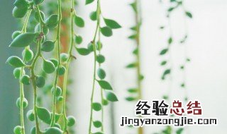 佛珠情人泪怎么养的饱满 佛珠和情人泪哪个好养