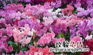 仙客来放在什么地方好 仙客来适合摆放位置