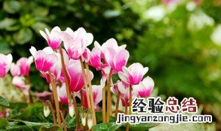 仙客来能活几年? 仙客来能活几年