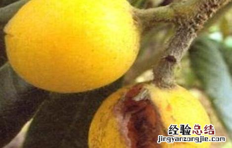 枇杷裂果的防治措施有哪些 枇杷裂果的防治措施