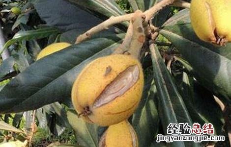 枇杷裂果的防治措施有哪些 枇杷裂果的防治措施