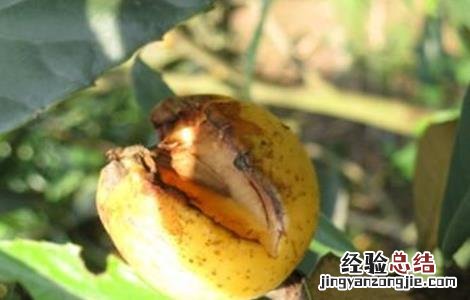 枇杷裂果的防治措施有哪些 枇杷裂果的防治措施