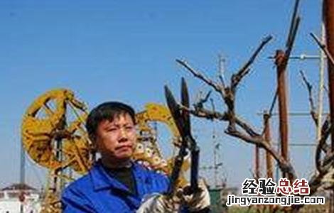 葡萄伤流的原因及防治方法 葡萄伤流的原因及防治方法视频