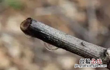 葡萄伤流的原因及防治方法 葡萄伤流的原因及防治方法视频