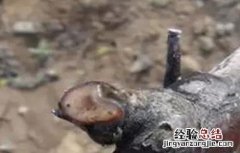葡萄伤流的原因及防治方法 葡萄伤流的原因及防治方法视频