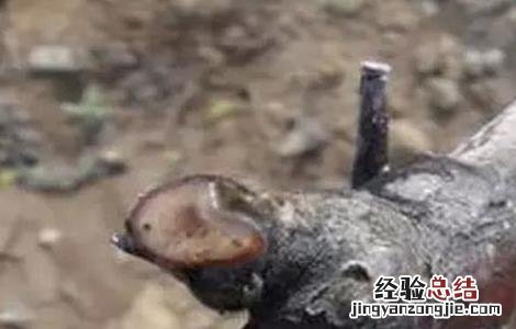 葡萄伤流的原因及防治方法 葡萄伤流的原因及防治方法视频