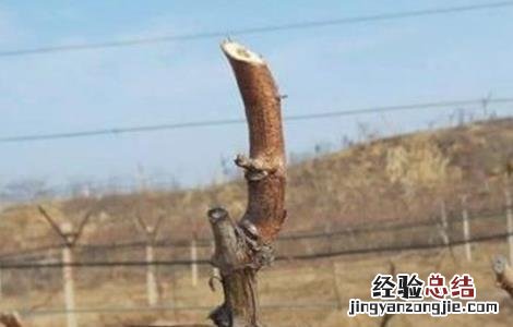 葡萄伤流的原因及防治方法 葡萄伤流的原因及防治方法视频