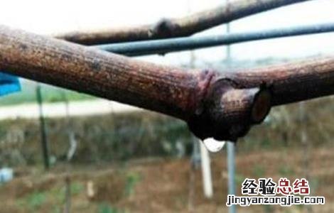 葡萄伤流的原因及防治方法 葡萄伤流的原因及防治方法视频