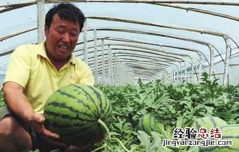 西瓜幼苗期的管理方法有哪些 西瓜幼苗期的管理方法