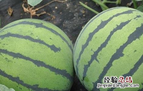 西瓜幼苗期的管理方法有哪些 西瓜幼苗期的管理方法