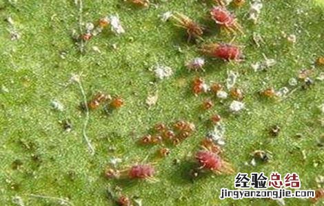 脐橙常见病虫害的防治方法 脐橙的病虫害防治技术