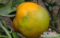 脐橙常见病虫害的防治方法 脐橙的病虫害防治技术
