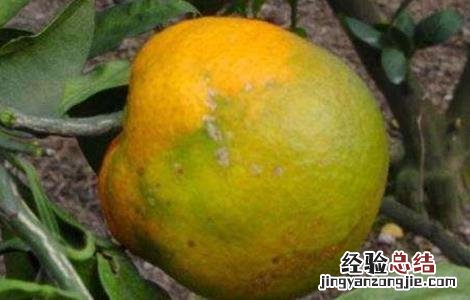 脐橙常见病虫害的防治方法 脐橙的病虫害防治技术