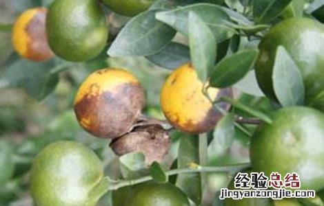 脐橙常见病虫害的防治方法 脐橙的病虫害防治技术