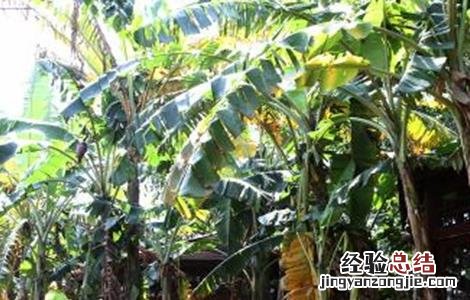 芭蕉怎么种植 芭蕉怎么种植盆栽