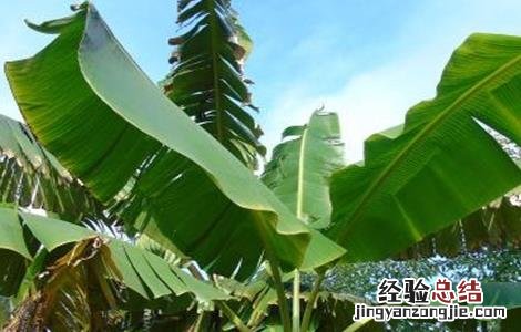 芭蕉怎么种植 芭蕉怎么种植盆栽