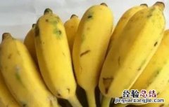 芭蕉怎么种植 芭蕉怎么种植盆栽
