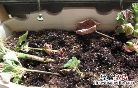 苹果树的繁殖方式 苹果树的繁殖方式主要是茎繁殖