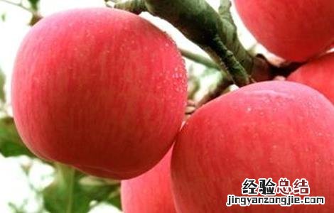 苹果树的繁殖方式 苹果树的繁殖方式主要是茎繁殖