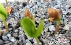 苹果树的繁殖方式 苹果树的繁殖方式主要是茎繁殖