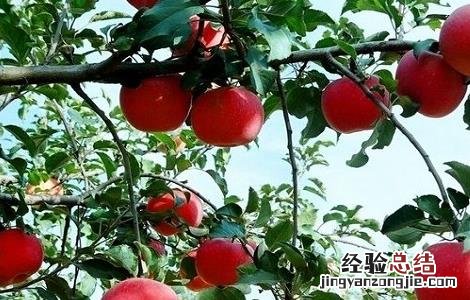 苹果树的繁殖方式 苹果树的繁殖方式主要是茎繁殖