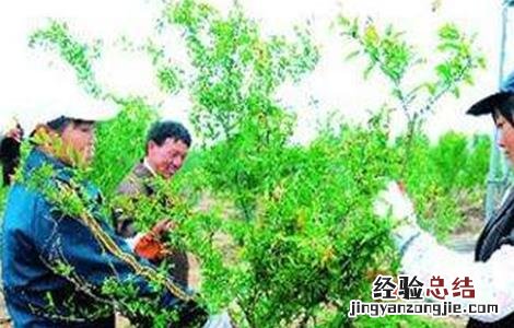 石榴树环剥时间和方法 石榴从哪边剥