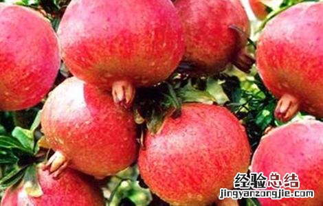 石榴树环剥时间和方法 石榴从哪边剥
