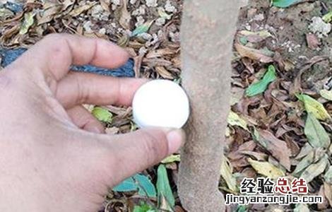 石榴树环剥时间和方法 石榴从哪边剥