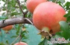 石榴坐果率低的原因及解决措施 石榴坐果率低的原因及解决措施论文