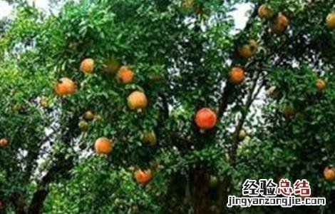 石榴坐果率低的原因及解决措施 石榴坐果率低的原因及解决措施论文