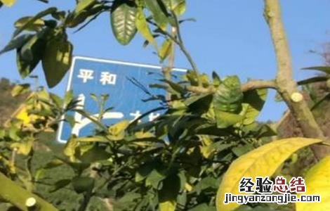 柑橘秋黄的原因及解决方法 柑橘黄化的原因