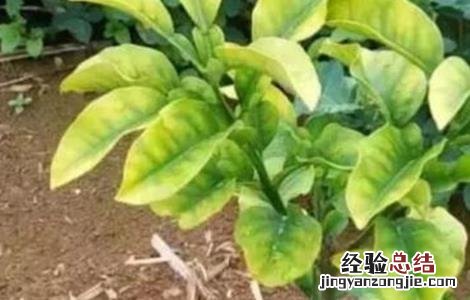 柑橘秋黄的原因及解决方法 柑橘黄化的原因