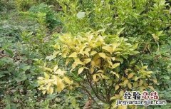 柑橘秋黄的原因及解决方法 柑橘黄化的原因
