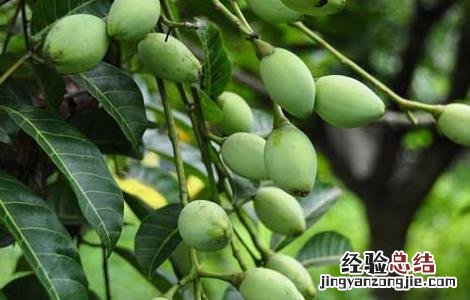 橄榄的种植方法 橄榄怎样种植