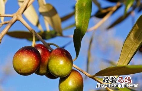 橄榄的种植方法 橄榄怎样种植