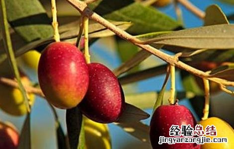 橄榄的种植方法 橄榄怎样种植