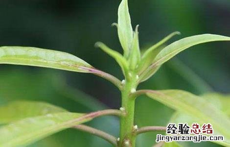 芒果早花的预防措施是什么 芒果早花的预防措施