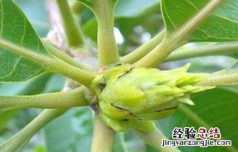 芒果早花的预防措施是什么 芒果早花的预防措施