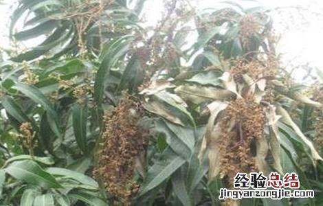 芒果早花的预防措施是什么 芒果早花的预防措施